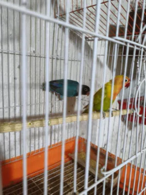 طيور غندورات للبيع