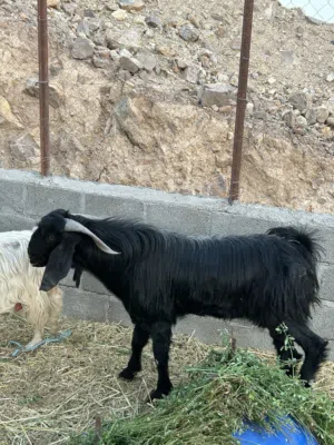 للبيع او سقب ما يناسب لحلال