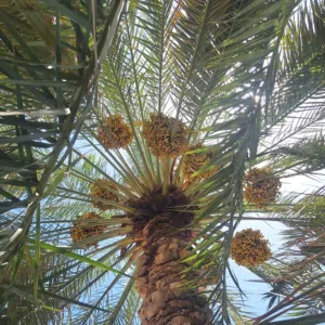 أبو سيف 