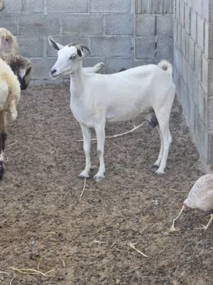 ماعز صلالي الحجم الكبير