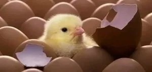 ‏دجاج‏1