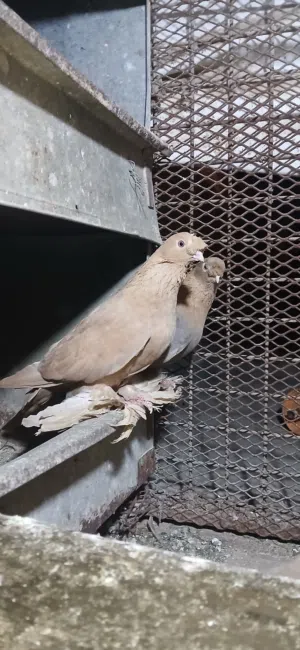 مكاويات صفر