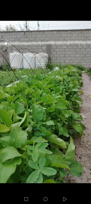 بذنجان عراقي