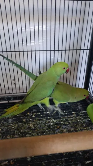 جوز دره للبدل على ببغاء سنغالي أليف