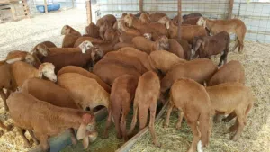 اكباش سودانية  حية بيع جملة