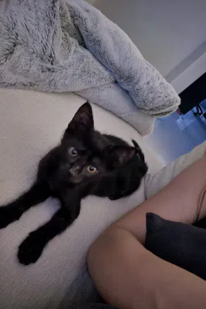 Kobe looking for a loving family
