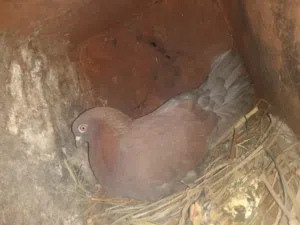 الحمام القلاب زواج