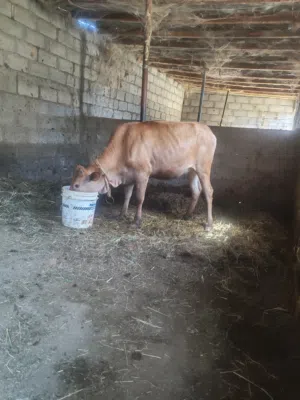 عجله عماني البيع