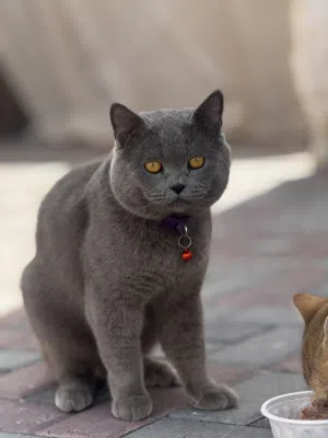برتش شورت هير للبيع