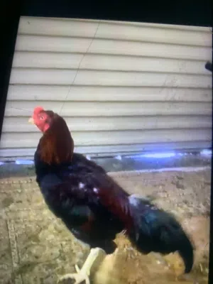 للبيع ديك تركي بيور