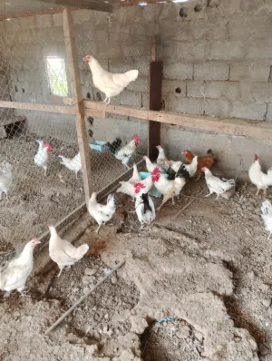 طيور للبيع