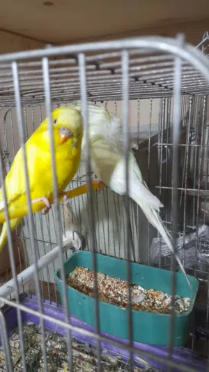 طيور حب هوغو رومو