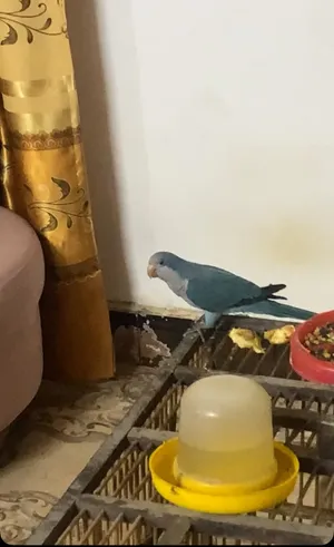بغبغاء كويكر