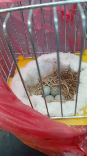 انتي بلجيكي واتيه مدحيه دحي سخونيه