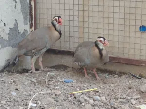 للبيع زوج حجل عماني أصل من جبل شمس منتج شبه أليف