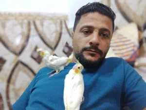 افراخ كوكتيل العمر 40 يوم