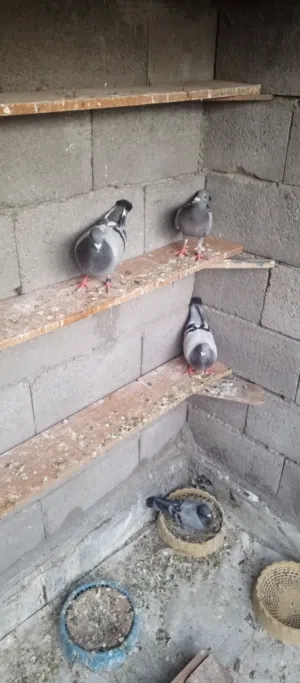 زواجل البيع