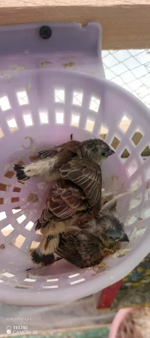 زوج فناجس مع افراخ اقره الوصف مهمم