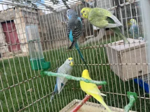 كوبيا وثلاث  دكور وانتايا عز ماتربي ربي يبارك