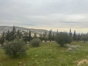Residential Land for Sale in Amman Shafa Badran