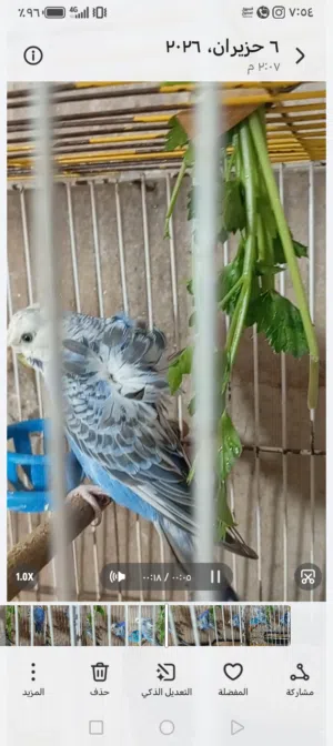 جوزين حب هوقو رومو للبيع بسعر حرق