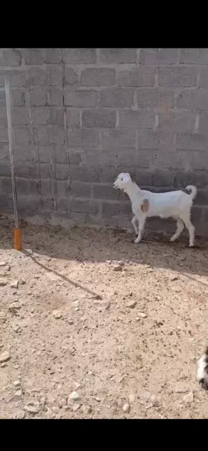 للبيع شاه بكر