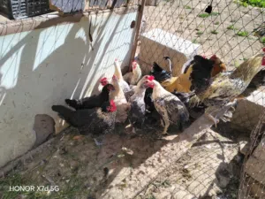 18 دجاجة و4 افراريج يدحو ويرقدو ماشاء الله الدحي كل يومين طبق ماشاء الله