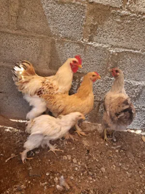 للبيع دجاج كوشن العملاق