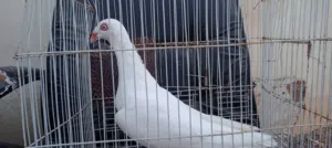 طيره سلفر ابيض بواقي الريشتين نخب اول بسم الله ماشاءالله