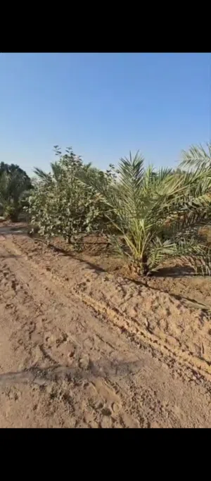 بيع مزرعه في خور الزبير