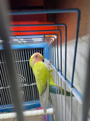 روز طفره نادر