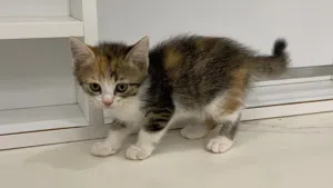 Persion kitten