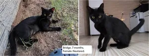 Cat Owner Seeks Loving Home For 5 Wonderful Felines