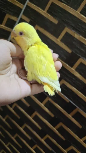 طيور لاف بيرد اليف