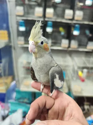 ببغاء كوكتيل العمر سته اشهر اليف جدا زي الصور ما شاء الله
