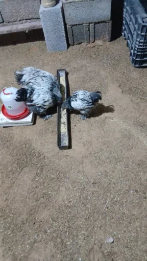 ديك وزوز دجاجات براهما العمر 3شهور الله يبارك ماشاء الله يبارك ماشاء الله يبارك ماشاء الله يبارك ماش
