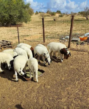 مطلوب بيضوي خرفان صغار عمر من شهر الى شهرين