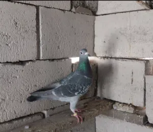 زواجل للبيع