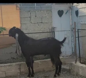 للبيع تيس حجازيه مدوشو تبارك الرحمن فحل