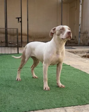 American Bully Classic Female - 8 Months - Top Quality انثي اميريكان بولي كلاسيكي ،العمر 8شهور