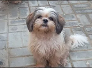 male dog for mate or exchange للتزاوج أو البدل