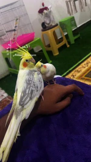 طيور كوكتيل