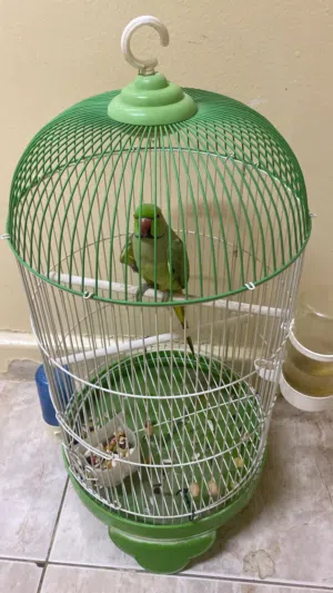 بغبغاء ذره