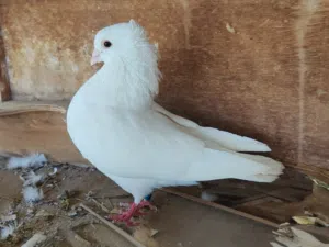 حمام زينة للبيع
