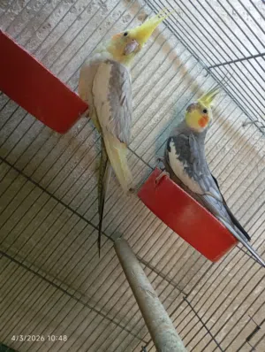 ببغاء كوكتيل