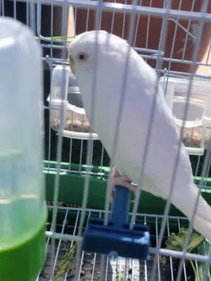 طيور حب للبيع