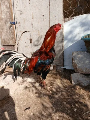 Chickens3