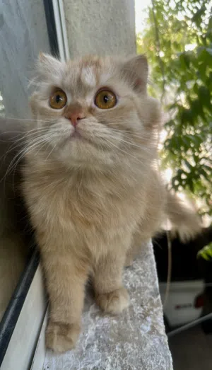 Ginger scottish fold for free adoption