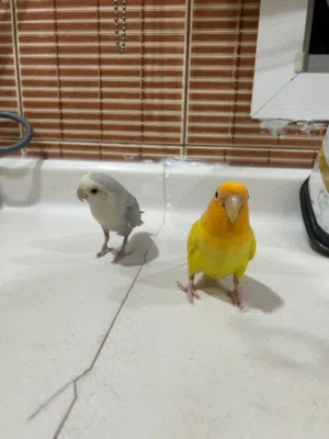 زوج طير اليف