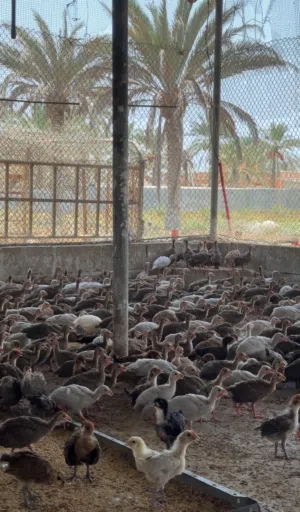 طيور الحبشي بعمر شهر ونص محصن وبصحه طيبه بسعر ريال ونص للحبه.